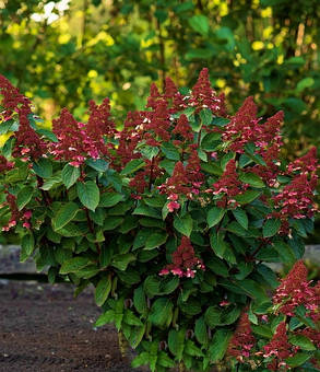 Гортензія волотиста Лівінг Інфініті \ Hydrangea paniculata Living Infinity (саджанці 3 роки С5л ), фото 2