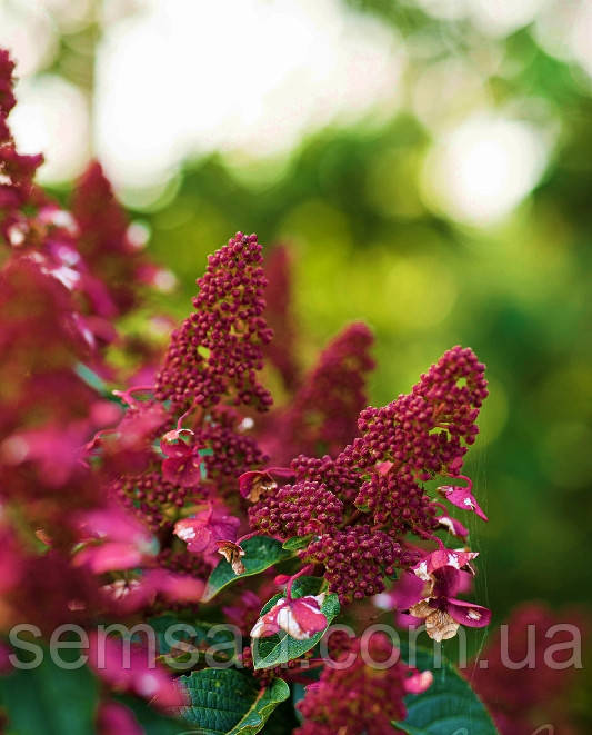 Гортензія волотиста Лівінг Інфініті \ Hydrangea paniculata Living Infinity (саджанці 2 роки )