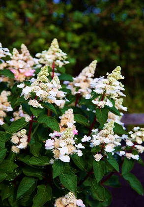 Гортензія волотиста Лівінг Інфініті \ Hydrangea paniculata Living Infinity (саджанці 3 роки С5л ), фото 2