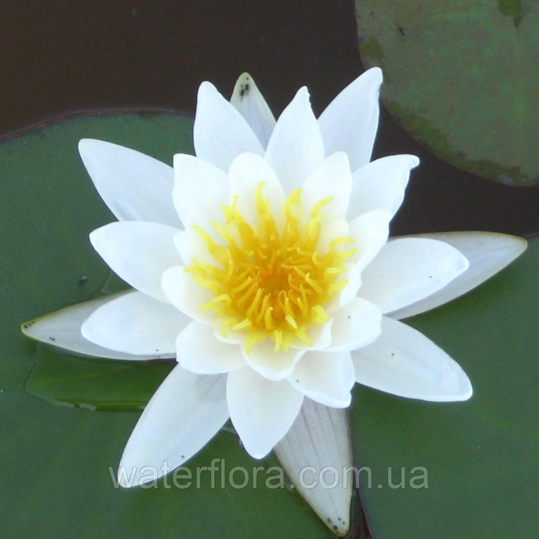 Нимфея "Марлиака Альбида" - Nymphaea "Marliacae Albida" - фото 5 - id-p231365048