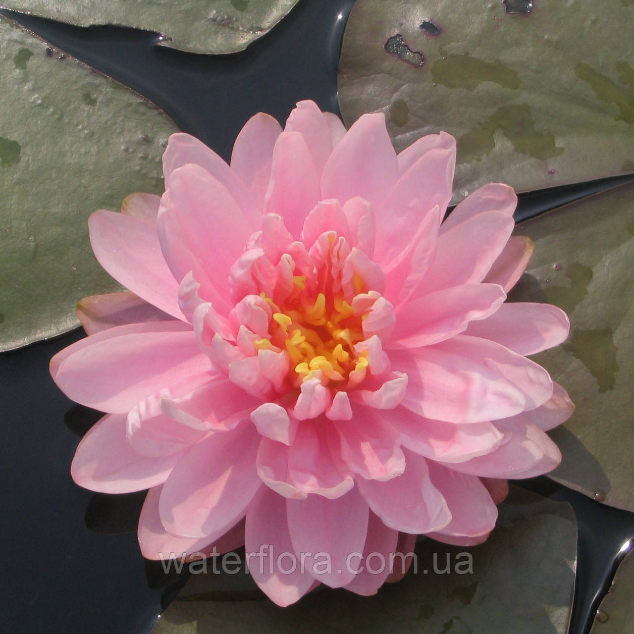 Німфея "Лілі Понс" — Nymphaea "Lily Pons", фото 1