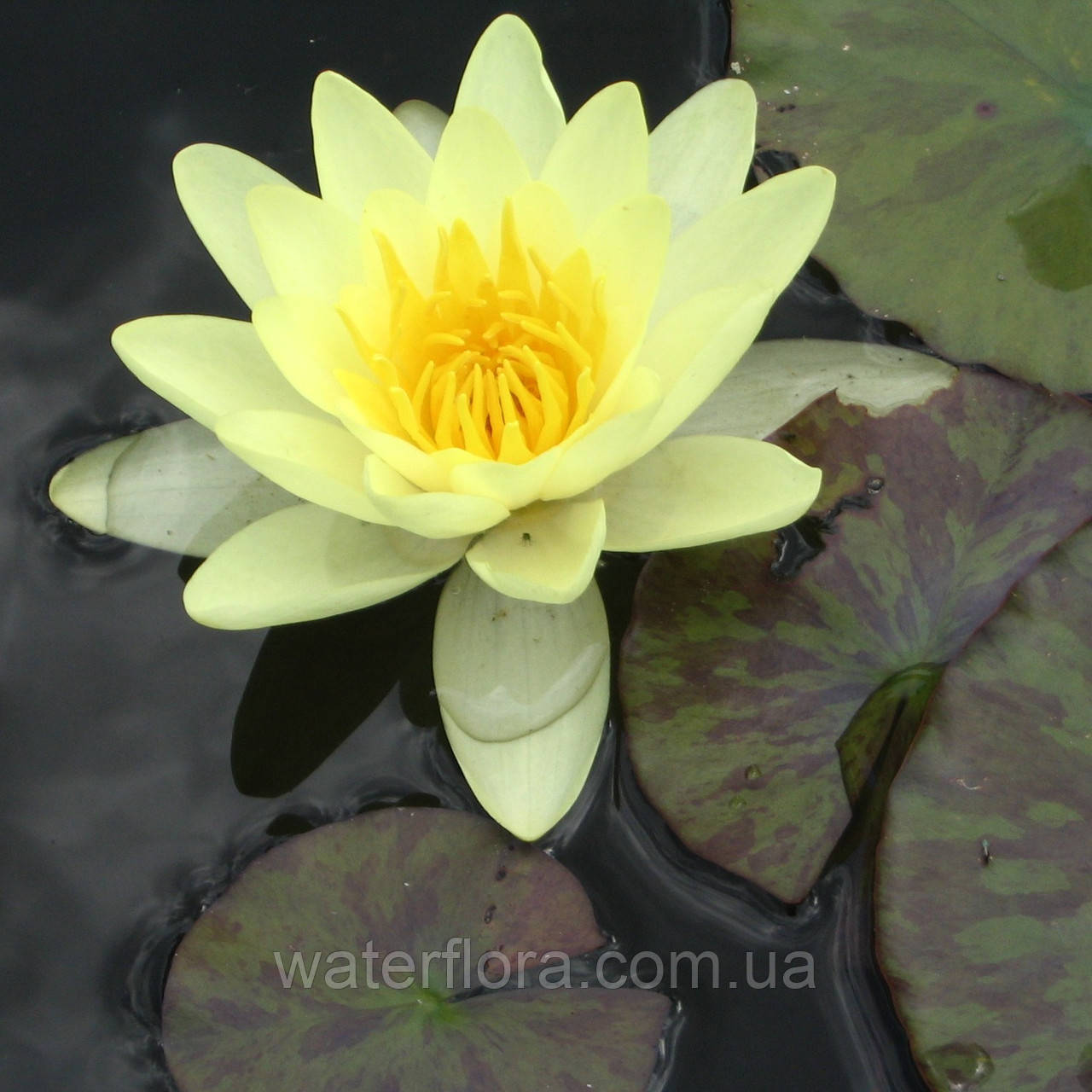 Нимфея "Марлиака Хроматэлла" - Nymphaea "Marliacea Chromatella" (третья ц.г.) - фото 1 - id-p231367640