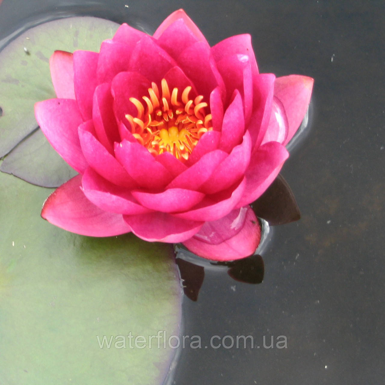 Нимфея "Джэймс Бридон" - Nymphaea "James Brydon" - фото 1 - id-p231368659