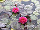 Нимфея "Джэймс Бридон" - Nymphaea "James Brydon", фото 4