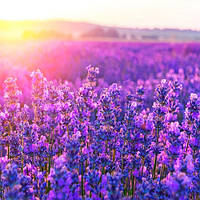 Лаванда/Lavandula/Лаванда