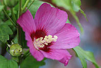 Гібіскус сирійський Рашн Вайолет/ HIBISCUS syriacus Russian violet 'floru' С7.5 / Н 60-80