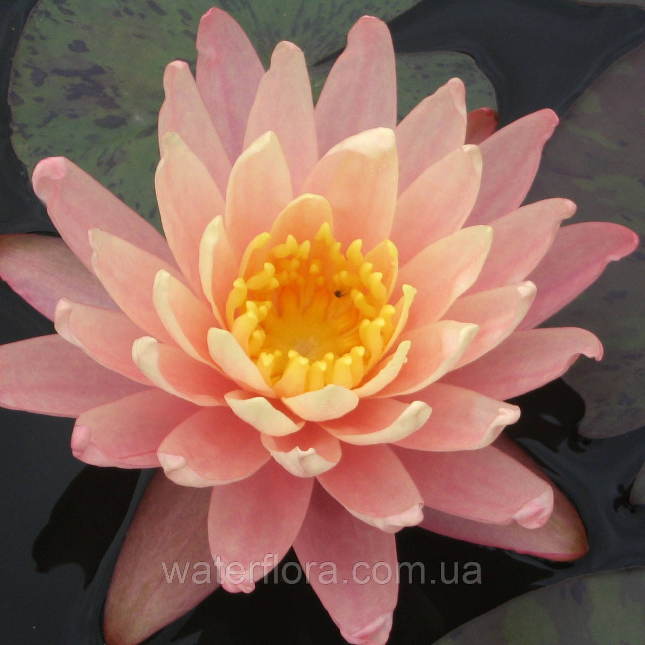 Нимфея "Санни Пинк" - Nymphaea "Sunny Pink", фото 1