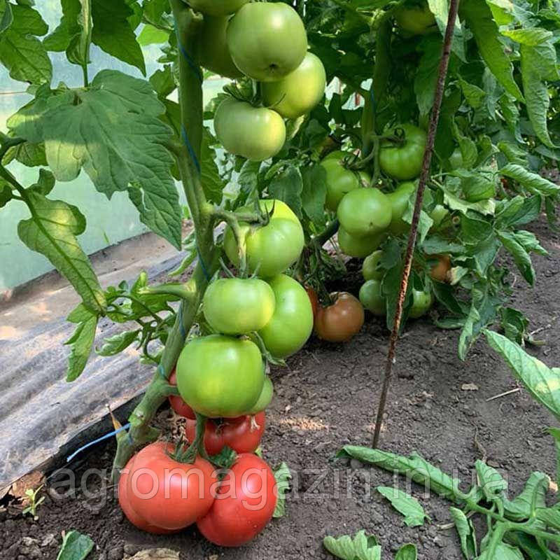 Томат Селла F1 (250нас.) полудетермінантний