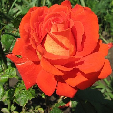 Троянди чайно-гібридна Верано