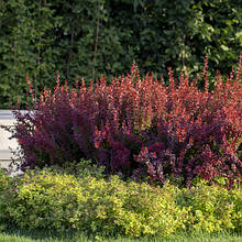 Барбарис Тунберга Red Chief (Ред Чіф) у контейнері 0,5 л