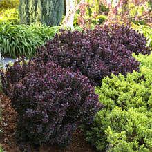 Барбарис Тунберга Concorde (Конкорд) у контейнері 0,5 л