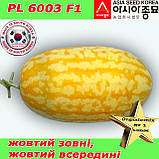 Кавун PL 6003 F1 / Жако F1 ранній, жовтий кавун, 500 насінин ТМ Asia Seed (Південна Корея), фото 3