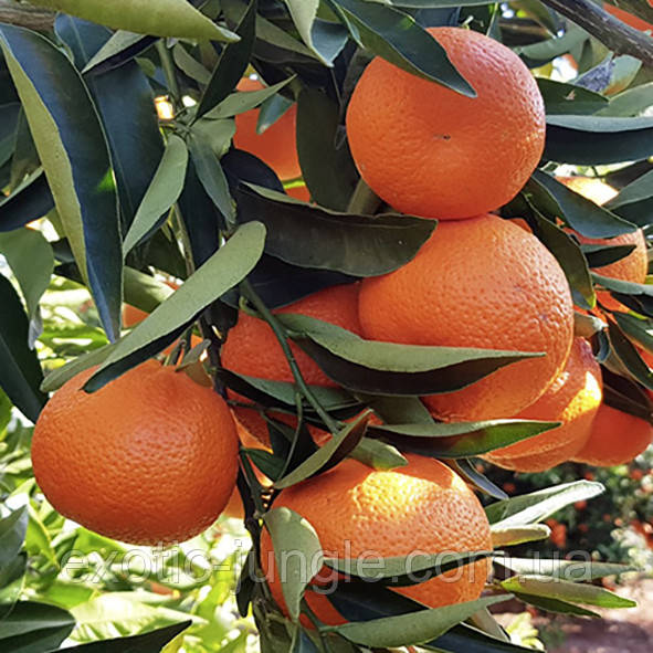 Клементин Комуні (C. clementina "comune") 30-35 см. Кімнатний, фото 1