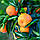 Клементин Комуні (C. clementina "comune") 30-35 см. Кімнатний, фото 3