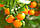 Клементин "Корсика 2" (C. clementina "Corsica 2") 25-30 см. Кімнатний, фото 4