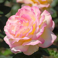 Троянди чайно-гібридна Глорія Дей