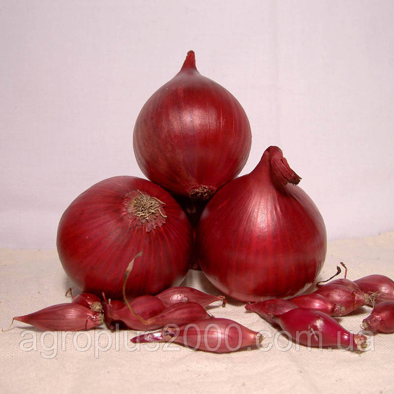 Цибуля сіянка озима Ред Барон 0,5 кг Broer B.V