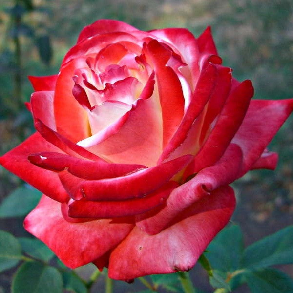 Роза чайно-гибридная Императрица Фарах - фото 1 - id-p18908120