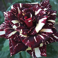 Троянди чайно-гібридна Фокус Покус