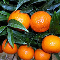 Клементин "Рагеб" (C. clementina "Ragheb") 10-20 см. Кімнатний