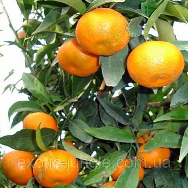 Клементин "Ернандина" (C. clementina "Hernandina") 25-30 см. Кімнатний