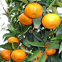 Клементин "Ернандина" (C. clementina "Hernandina") 10-20 см. Кімнатний