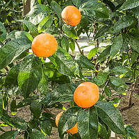 Клементин "Більца" (C. clementina "Bellezza") 10-20 см. Кімнатний