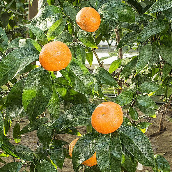 Клементин "Більца" (C. clementina "Bellezza") 25-30 см. Кімнатний