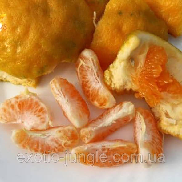 Мандарин "Королівський" (C. deliciosa "Geleking") 10-20 см Кімнатний., фото 1