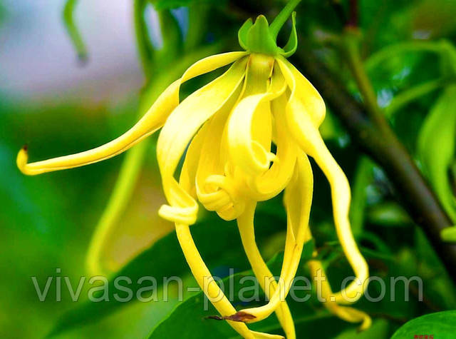 Ylang-ylang / Cananga odorata Ylang-ylang / Cananga odorata