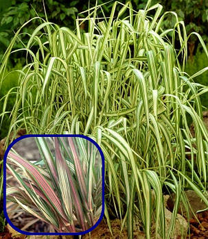 Фаляріс очеретяний Триколор \ Phalaris arundinacea Tricolor (саджанці 1.5л ), фото 3