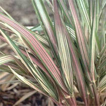 Фаляріс очеретяний Триколор \ Phalaris arundinacea Tricolor (саджанці 1.5л ), фото 4