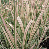 Фаляріс очеретяний Триколор \ Phalaris arundinacea Tricolor (саджанці 1.5л ), фото 5