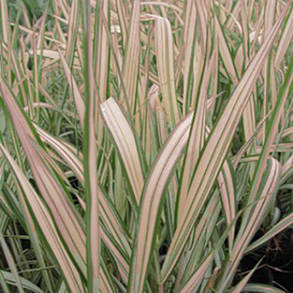 Фаляріс очеретяний Триколор \ Phalaris arundinacea Tricolor (саджанці), фото 2