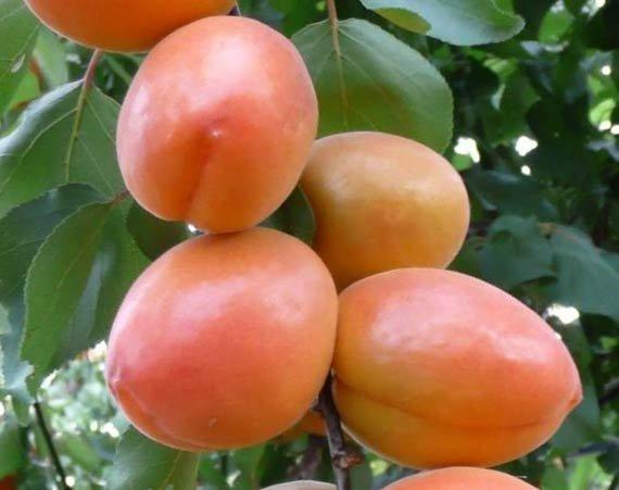 Саджанці абрикоса Вондер кот ( дворічний ), фото 1