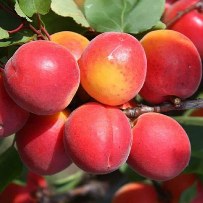 Саджанці абрикос Приція (дворічний), фото 1