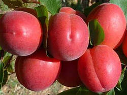Саджанці абрикоса Рубіста (дворічний)