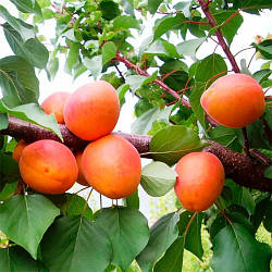 Саджанці абрикоса Фарбелі (дворічний)