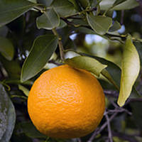 Мандарин Де Вільд (C. deliciosa "De Wildt") 10-20 см Кімнатний.