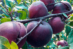 Саджанці абрикоса Чорний Принц Двухдетка