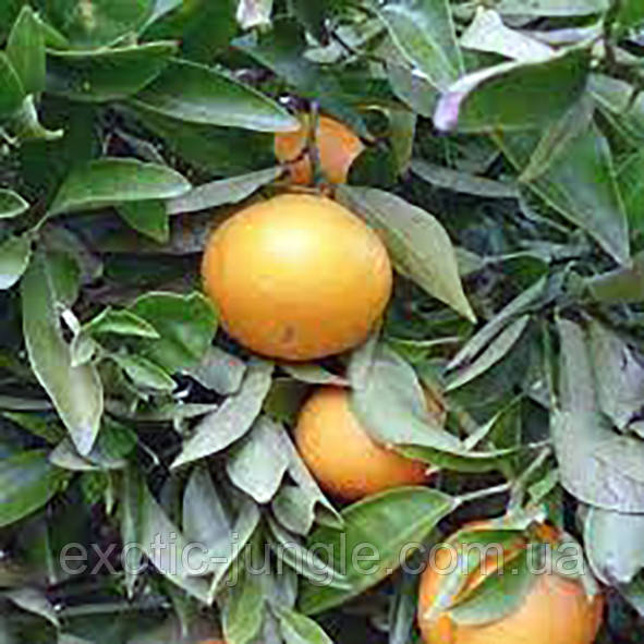 Мандарин "Муркотт" (C. deliciosa "Murcott") 10-20 см Кімнатний., фото 1