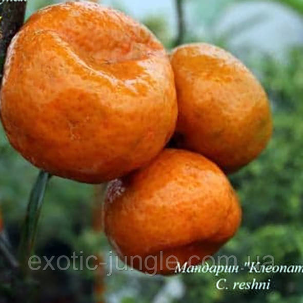 Мандарин «Клеопатра» (C. deliciosa «Cleopatra») 10-20 см Кімнатний., фото 1