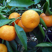 Мандарин "Примосолі" (C. deliciosa "Primosole") до 20 см Кімнатний.