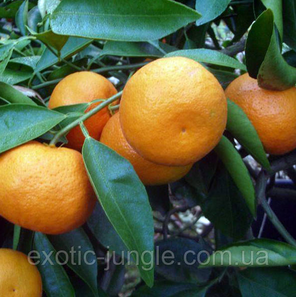 Мандарин "Примосолі" (C. deliciosa "Primosole") 25-30 см Кімнатний., фото 1