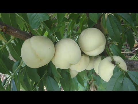 Саджанці персика Айс Піч білий (дворічка), фото 1