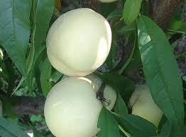 Саджанці персика Айс Піч білий однорічка (Ica Peach)