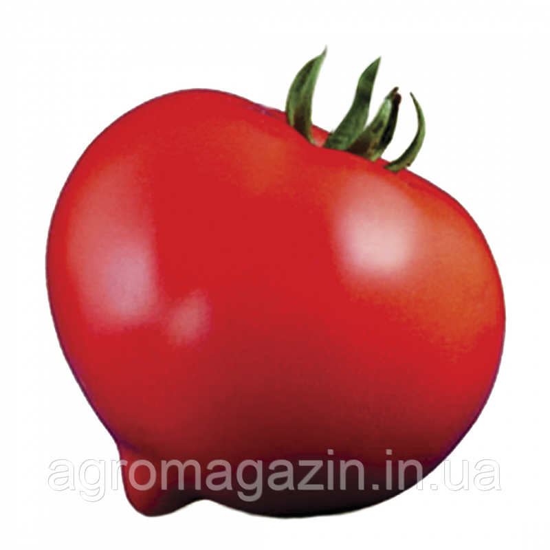 Томат Нікса F1 (250нас.) індетермінантний