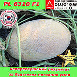 Насіння, диня цукрова PL 6310 F1 500 насінин ТМ Asia Seed (Південна Корея), фото 2