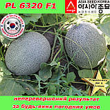 Насіння, диня ультра-рання, цукрова, PL 6320 F1, 500 насінин ТМ Asia Seed (Південна Корея), фото 2