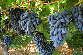 Виноград Світ Сапфір (Sweet Sapphire, Moon Drops), ранньо-середній сорт, фото 1